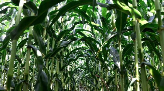 Nem mindegy, hányan állnak sorba a tápanyagért – mikor számít a tőszám?