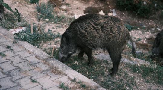 Változott a vadászati törvény – a gazdákat is érinti Változott a vadászati törvény – a gazdákat is érinti
