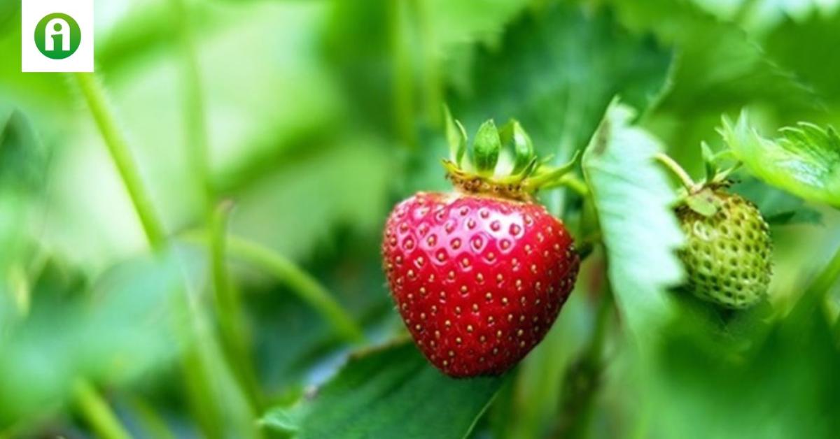 Így lesz zamatosabb és bőségesebb az epertermés Így lesz zamatosabb és bőségesebb az epertermés