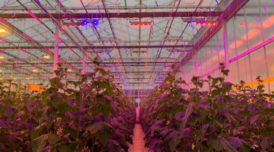 A jövő fényében: magyar LED-technológia forradalmasítja a növénytermesztést