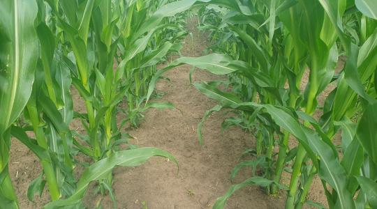 A gyomok alkalmazkodnak – nekünk is kell