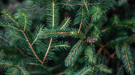 Élő vagy műfenyő? A kutató szerint nem kérdés