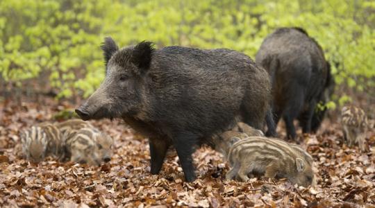 Járvány Spanyolországban: nő a fertőzött vaddisznók száma