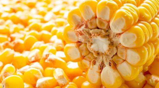 Prémium hibridkukoricák a hazai klimatikus viszonyokra nemesítve Prémium hibridkukoricák a hazai klimatikus viszonyokra nemesítve