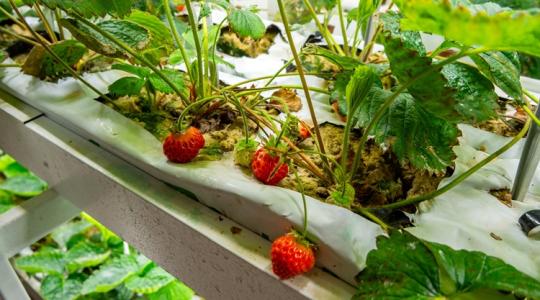 Szamócatrend: folytontermő fajták nyáron, mesterséges megvilágítás télen Szamócatrend: folytontermő fajták nyáron, mesterséges megvilágítás télen