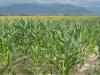 Szépen terem a kukorica – a Föld másik oldalán