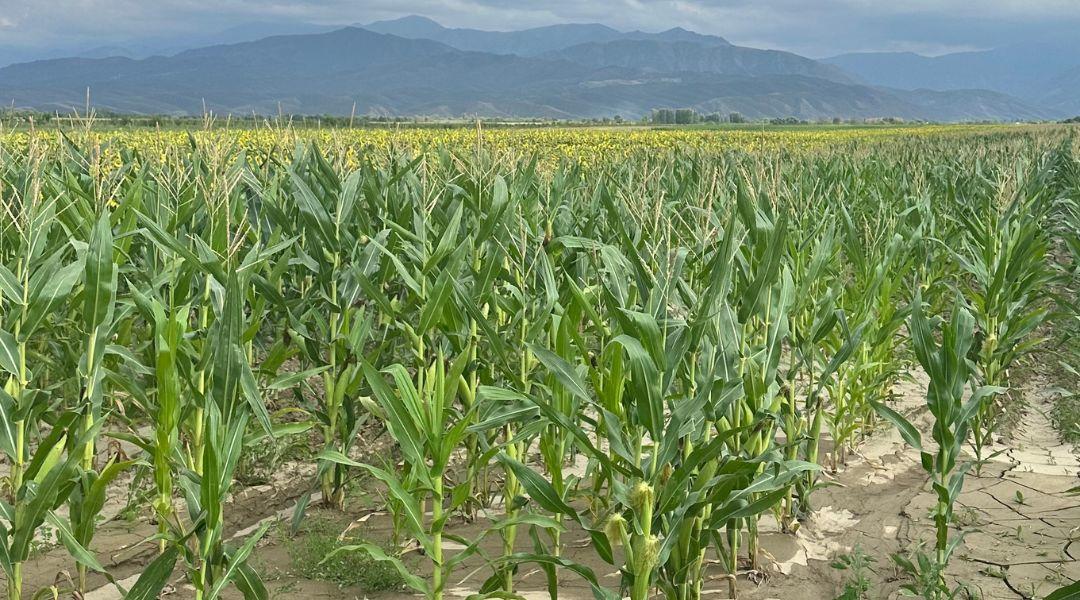 Szépen terem a kukorica – a Föld másik oldalán