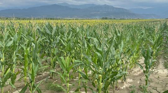 Szépen terem a kukorica – a Föld másik oldalán