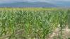 Szépen terem a kukorica – a Föld másik oldalán