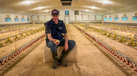 Ha ez a 100 ezer boldog csirke mesélni tudna! Ha ez a 100 ezer boldog csirke mesélni tudna!