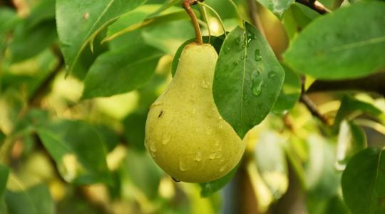 Cukros gyümölcs, keserű szezon? A körtepiac kihívásai Európától Indiáig