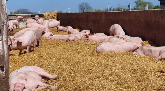 Zsíros a húsa: márka válhat ebből a ritka sertésfajtából Zsíros a húsa: márka válhat ebből a ritka sertésfajtából