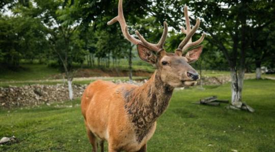 Fontos döntés: elejthető a lakott területen kóborló vad Fontos döntés: elejthető a lakott területen kóborló vad