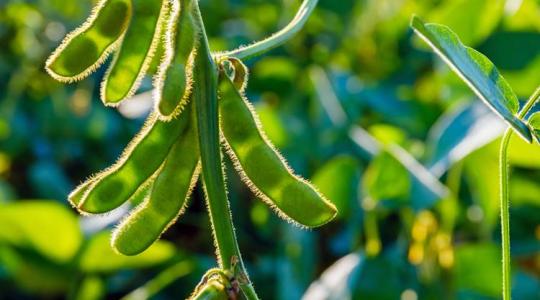 Ezért választják a gazdák ezeket a díjnyertes vetőmagokat