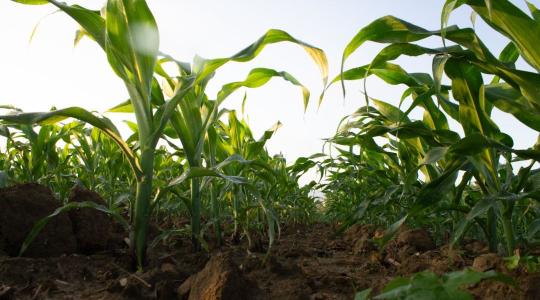 Kevesebb növény, több állat: átalakulóban a hazai mezőgazdaság