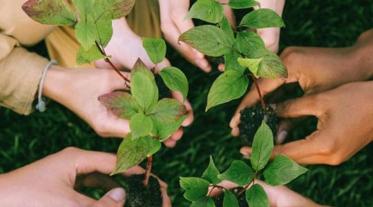 Ördögi kör? Van, ahol már a telepített fák okoznak szárazságot