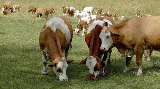 A természet nem akadály – hanem szövetséges a gazdálkodásban