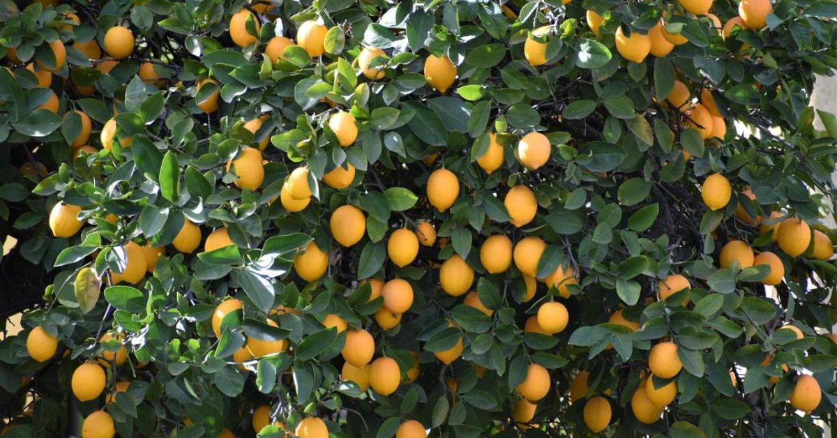 Válságban a görög agrárium – nincs, aki leszedje a termést