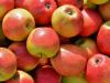 Válságban a hazai almatermesztés: Fél évszázada nem látott rossz termés