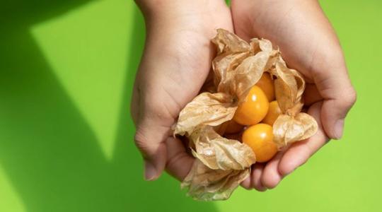 Kisebb, finomabb: génszerkesztéssel újították meg a földicseresznyét