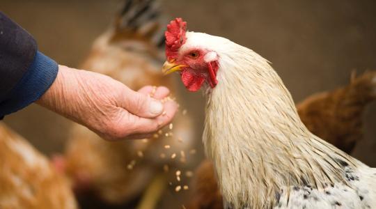 Madárinfluenza: történelmi magasságokban az esetszám, szigorúbb intézkedésekre van szükség