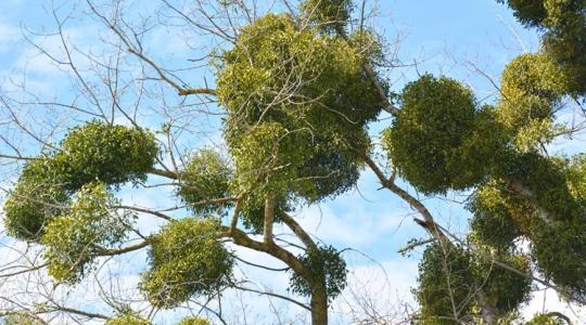 Fagyöngy: meglepő tények a parazita növényről Fagyöngy: meglepő tények a parazita növényről