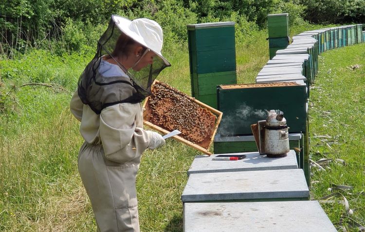 Borhi Családi Méhészet