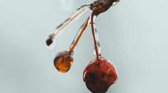 Fénnyel a tavaszi fagyok ellen? Új módszer a gyümölcstermesztésben