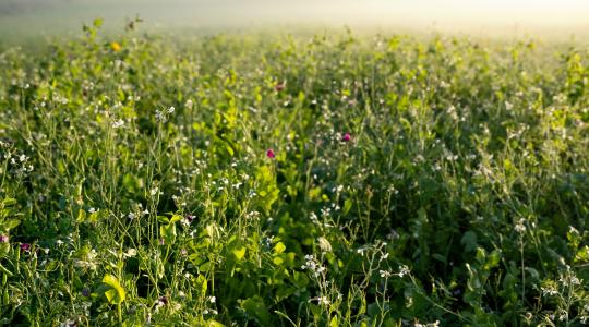 Használja ki a viterra® közteskeverékek talajjavító hatását Használja ki a viterra® közteskeverékek talajjavító hatását