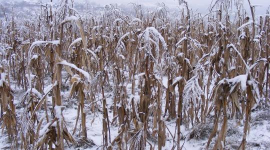 3 napos időjárás-előrejelzés: Idén nemcsak a dísz lesz fehér?