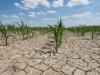 Vízhiánytól szenved az európai agrárium