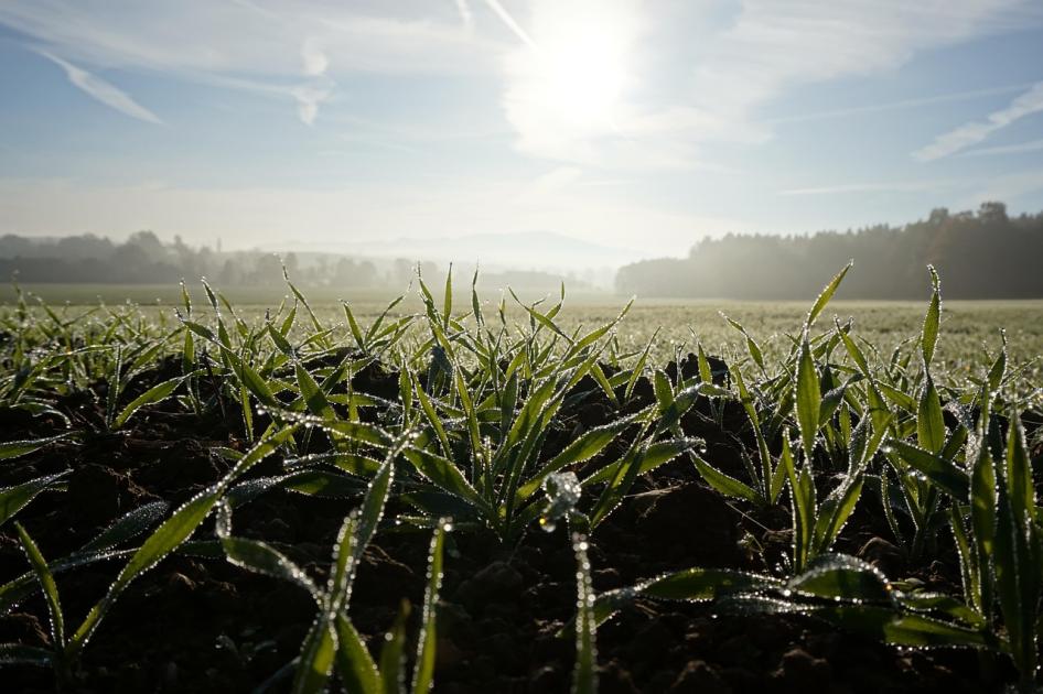 Nagyon hiányzik a csapadék a földekről Nagyon hiányzik a csapadék a földekről