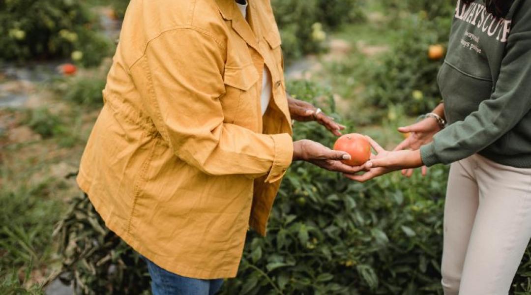 Pontosította a kormány az agrárgazdaságok átadásának szabályait