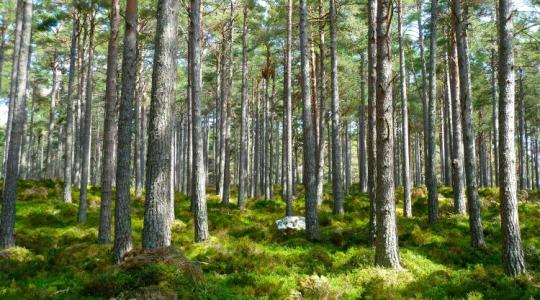Az ország zöldvagyona a kulcs a klímavédelmi célok eléréséhez +VIDEÓ