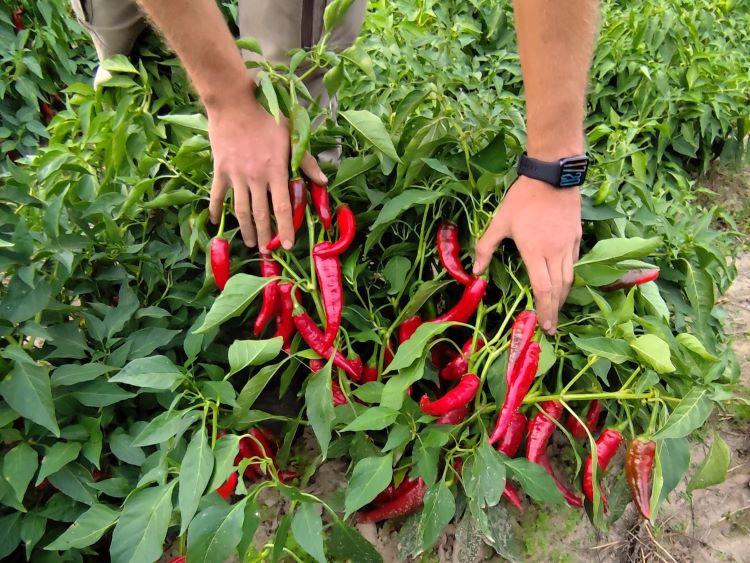 Vida Családi Gazdaság