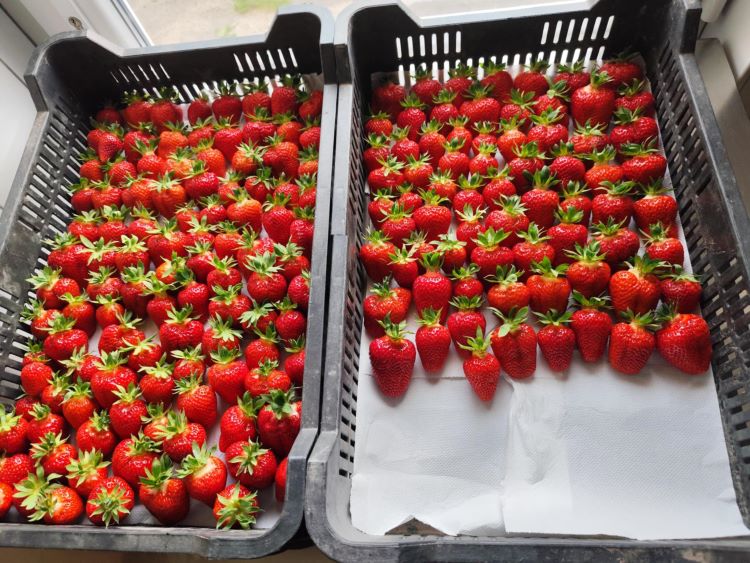 Vida Családi Gazdaság