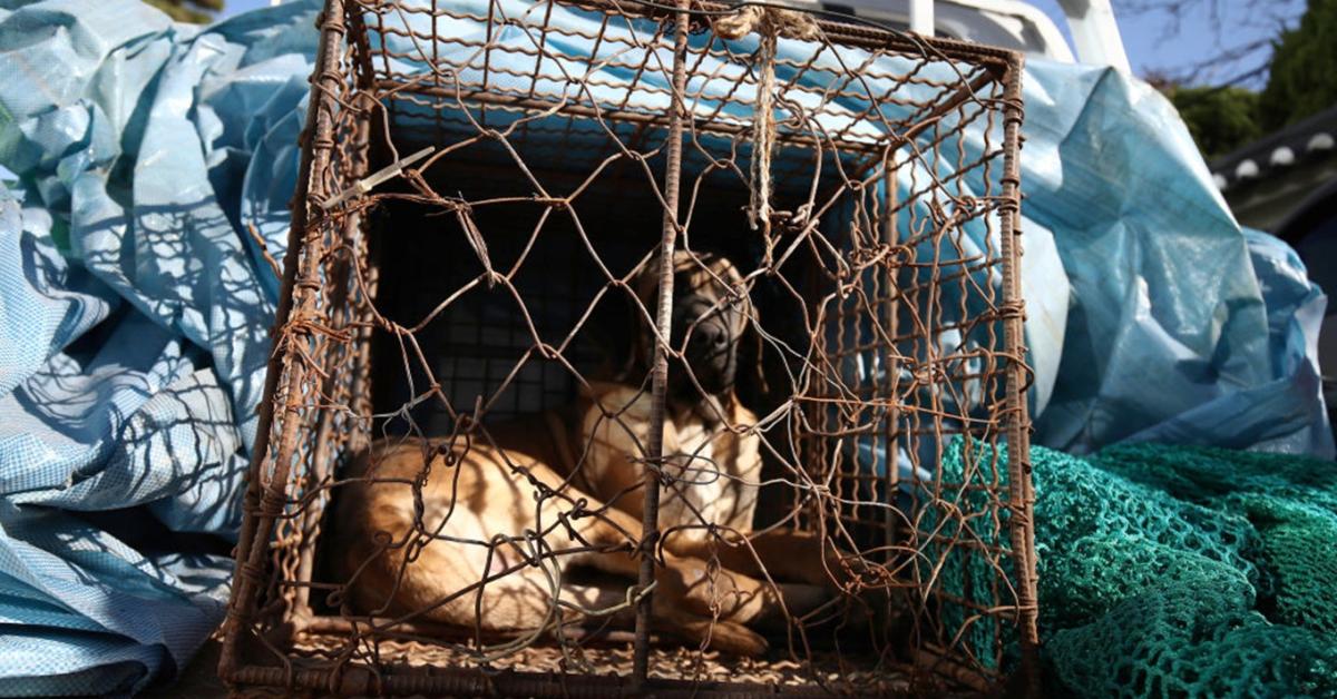 Tilos lesz a kutyahúsfogyasztás, végre észbe kaptak a koreaiak