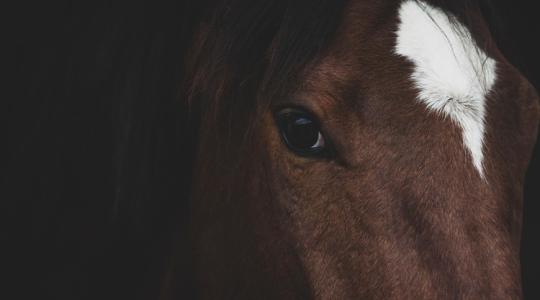 Forráshiány fenyegeti az egyik veszélyeztetett lófajta tartóit