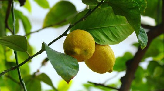 Citrusbotrány: papíron takarmány, a boltban prémium