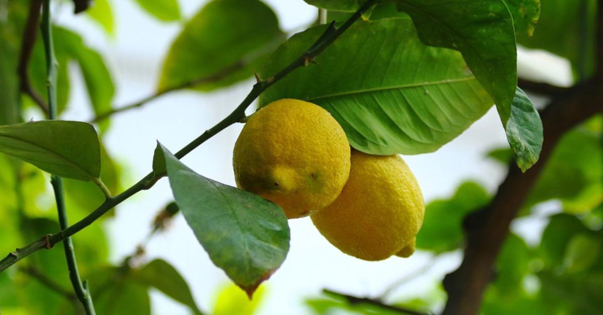 Citrusbotrány: papíron takarmány, a boltban prémium
