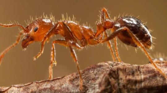 Aggasztó invázió: a vörös tűzhangya európai terjedése nagy veszély Aggasztó invázió: a vörös tűzhangya európai terjedése nagy veszély
