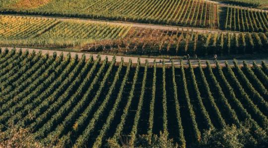 Drámai a helyzet – történelmi válságban a német borágazat