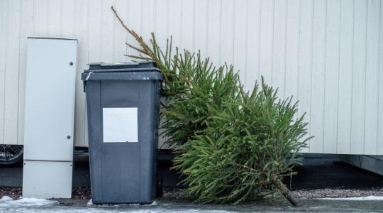 Ne a kukában végezze: praktikus ötletek a karácsonyfa újrahasznosítására