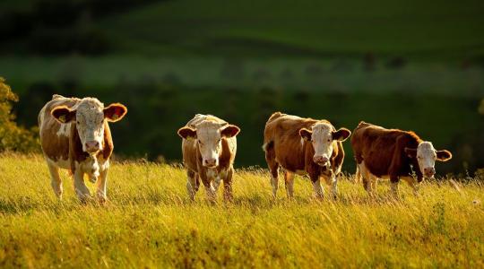 Állattenyésztés: elfogyott a lendület?