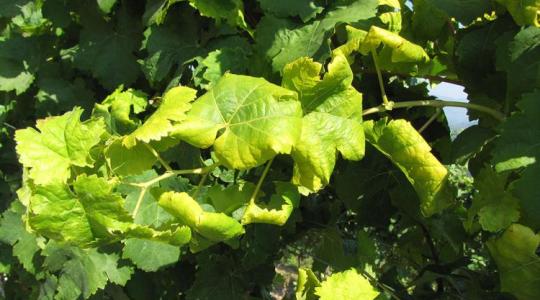 Aszály, betegségek, kényszerű váltások: ilyen ma borásznak lenni +VIDEÓ Aszály, betegségek, kényszerű váltások: ilyen ma borásznak lenni +VIDEÓ