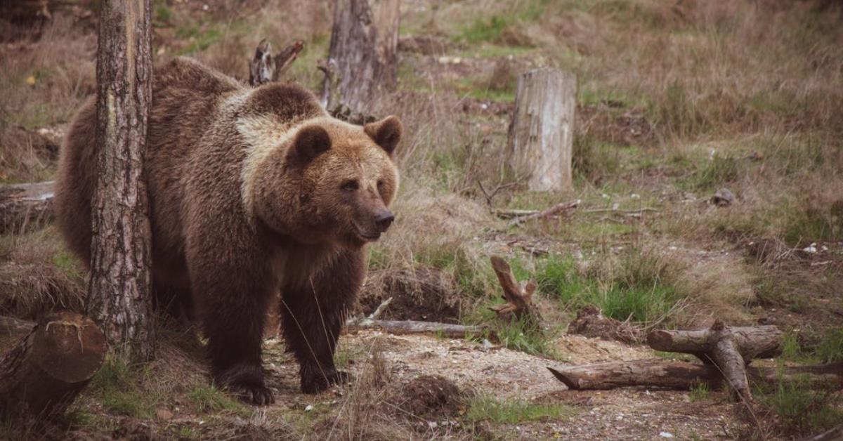Medvék a városokban, medvehús az asztalon