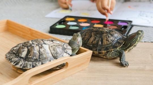 Amikor a jó szándék is pusztít: miért tilos teknőst szabadon engedni? Amikor a jó szándék is pusztít: miért tilos teknőst szabadon engedni?