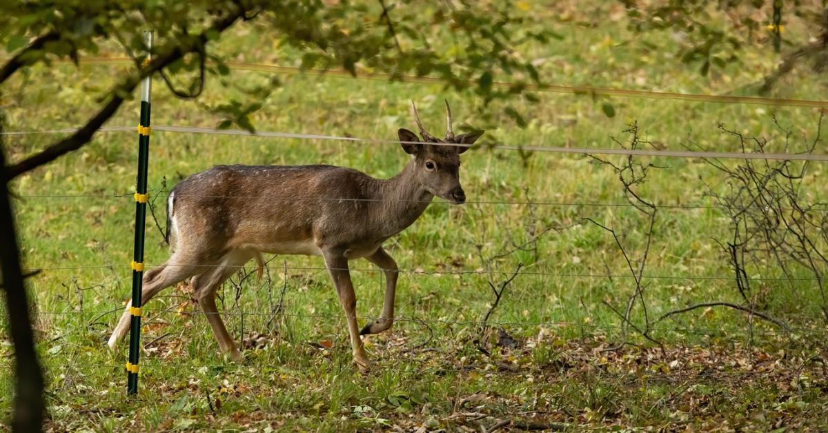 Éjjellátó, lőszer, kerítés: így segít a vadkármegelőzésben a katalán hatóság