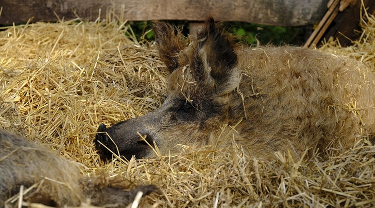 mangalica