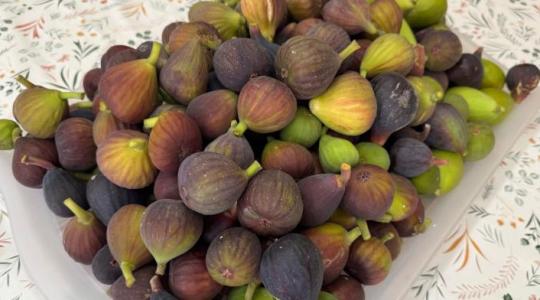 A füge nem egzotikum többé: százötven fajta bizonyítja, hogy ez lehet a jövő gyümölcse